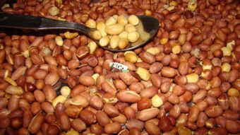 How To Roast Peanuts In Oven Recipe